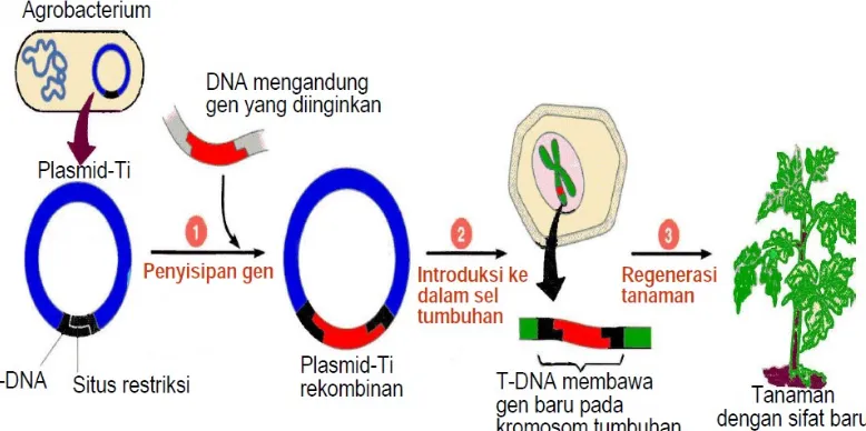 Gambar 5. Penyisipan gen oleh Agrobacterium tumefaciens         