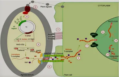 Gambar 6. Proses Transformasi Gen Oleh Agrobacterium 