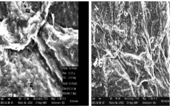 Gambar 5. Photo SEM Kitosan 