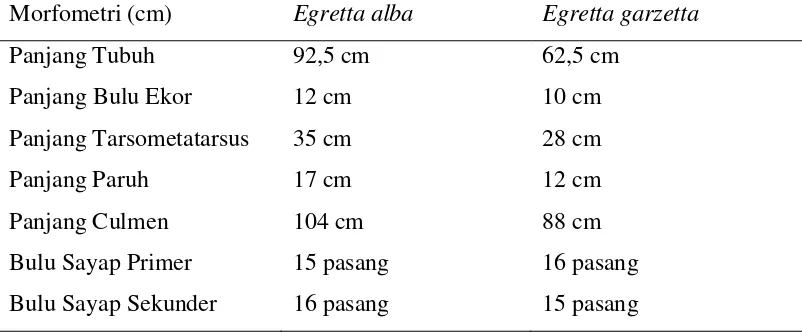 Tabel 1. Perbandingan Ukuran Morfometri Kuntul besar (Egretta alba) dan Kuntul kecil (Egretta garzetta) di Kawasan Tambak Desa Tanjung Rejo tahun 2014