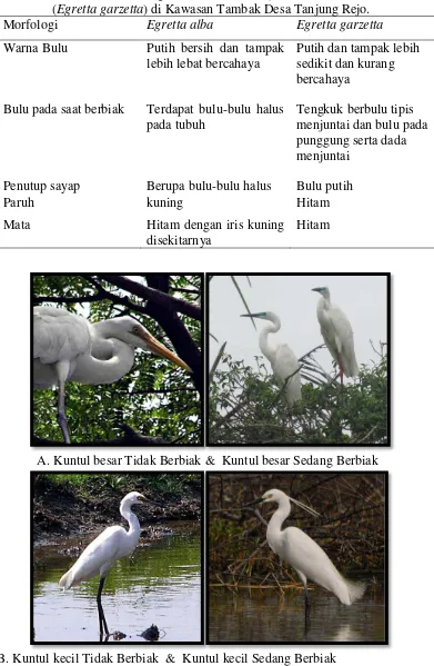 Tabel 2. Perbedaan Morfologi Kuntul besar (Egretta alba) dan Kuntul kecil (Egretta garzetta) di Kawasan Tambak Desa Tanjung Rejo