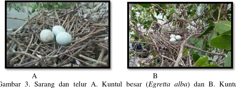 Gambar 3. Sarang dan telur A. Kuntul besar (Egretta alba) dan B. Kuntul 