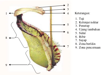 Gambar 2.1 Morfologi Kantung Nepenthes spp.  (Sumber: Phillipps & Lamb, 1996). 