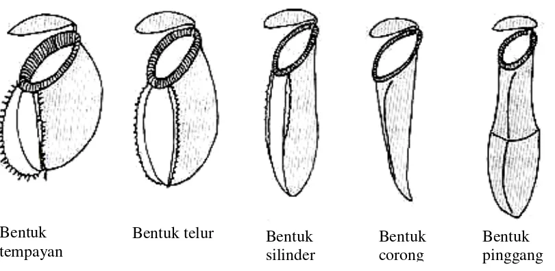 Gambar 2.2 Bentuk Kantung Nepenthes spp. (Sumber: Mansur, 2006). 