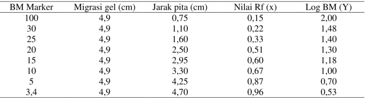 Tabel 3. Nilai Rf terhadap log BM pita standar Page-Ruler Low Range Unstained Protein Ladder  BM Marker  Migrasi gel (cm)  Jarak pita (cm)  Nilai Rf (x)  Log BM (Y) 