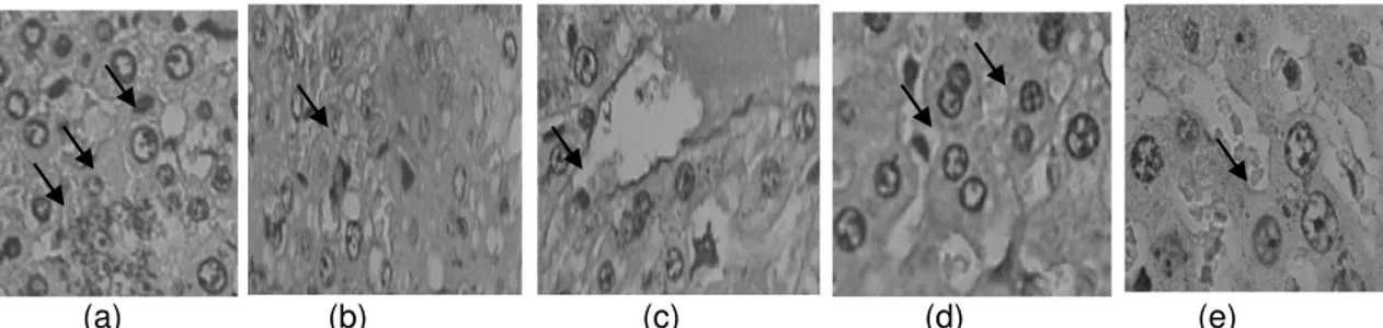 Gambar  1–Efek  penghambatan  proliferasi  sel  hepar  tikus  terinduksi  DMBA  oleh  ekstrak  etanolik  kulit  C