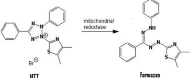 Gambar 9. Reaksi reduksi MTT (Mosmann, 1983)   Metode  MTT  reduction  merupakan  metode  untuk  melihat  kemampuan  sel  hidup  dalam  mereduksi  garam  tetrazolium  yang  terdapat  dalam  senyawa  MTT  tersebut