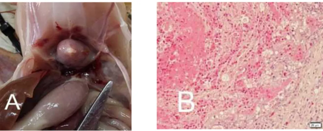 Gambar 2. Perubahan patologi dan istopatologi organ ayam yang diinfeksi E. coli 