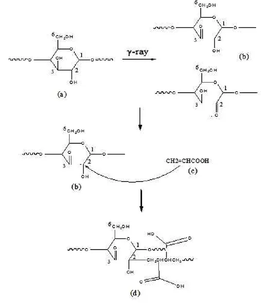 Gambar 2. Kopolimerisasi grafting polisakarida dengan monomer asam akrilat (4)