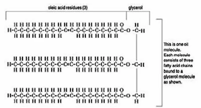 Gambar 1. Struktur molekul monogliserida, digliserida, dan trigliserida