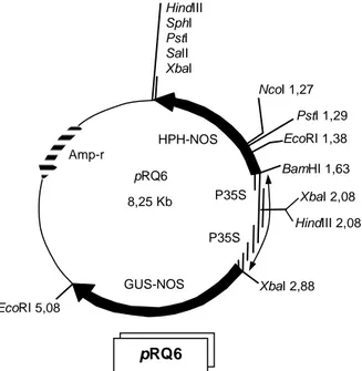 Gambar 1. Peta plasmid pRQ6 yang membawa gen gus dan hph. 