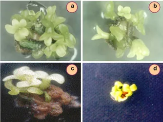 Gambar 4.  Pertumbuhan embrio somatik dari eksplan kotiledon muda kedelai varietas Wilis dan Tidar hasil 
