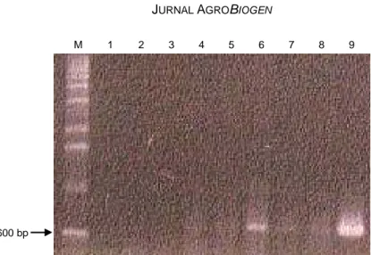 Gambar 6. Hasil PCR sampel DNA tanaman kedelai R0  hasil tranformasi dengan gen pinII menggunakan teknik 