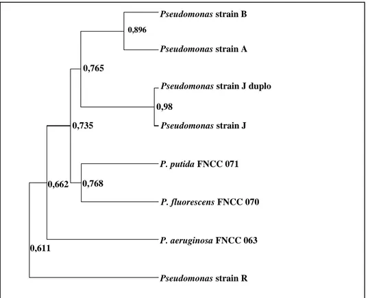 Gambar  1.  Fenogram  tingkat  similaritas  delapan  strain  anggota  Genus  Pseudomonas 