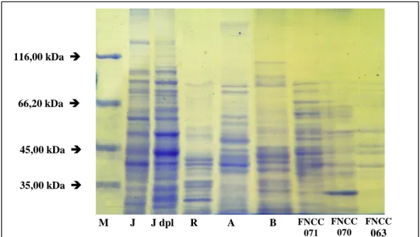 Gambar 3. Pola pita protein selular strain-strain bakteri anggota Pseudomonas hasil Elektroforesis SDS- SDS-PAGE   M  J  J dpl  R  A  B  FNCC063 FNCC 071 FNCC 070 35,00 kDa   45,00 kDa   66,20 kDa   116,00 kDa   