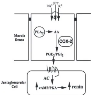 Gambar 4. Mekanisme sekresi renin di Sistem Renin Angiotensin-Aldosteron   (Harris &amp; Breyer, 2001; Bell dkk, 2009)  Pada  gambar  4