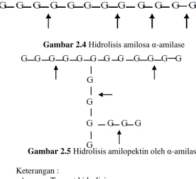 Gambar 2.4 Hidrolisis amilosa α-amilase 