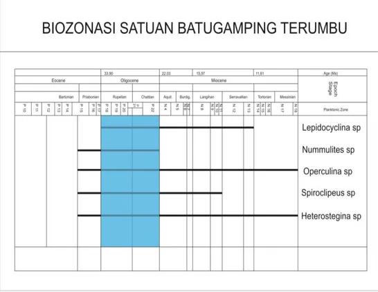 Tabel 1. Tabel biozonasi satuan batugamping klastika Formasi Wainukendi.  Biozonasi menunjukkan umur Oligosen Awal (Rupelian) 