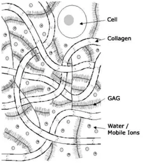 FIG. 17: The AC matrix largely contains collagen ﬁbres, pro-teoglycans and water.The properties and relationship ofthese components determines the mechanical response of thecartilage [130].