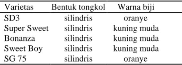 Tabel 11. Bentuk tongkol dan warna biji genotipe  SD3 dengan empat varietas komersial  sebagai pembanding 