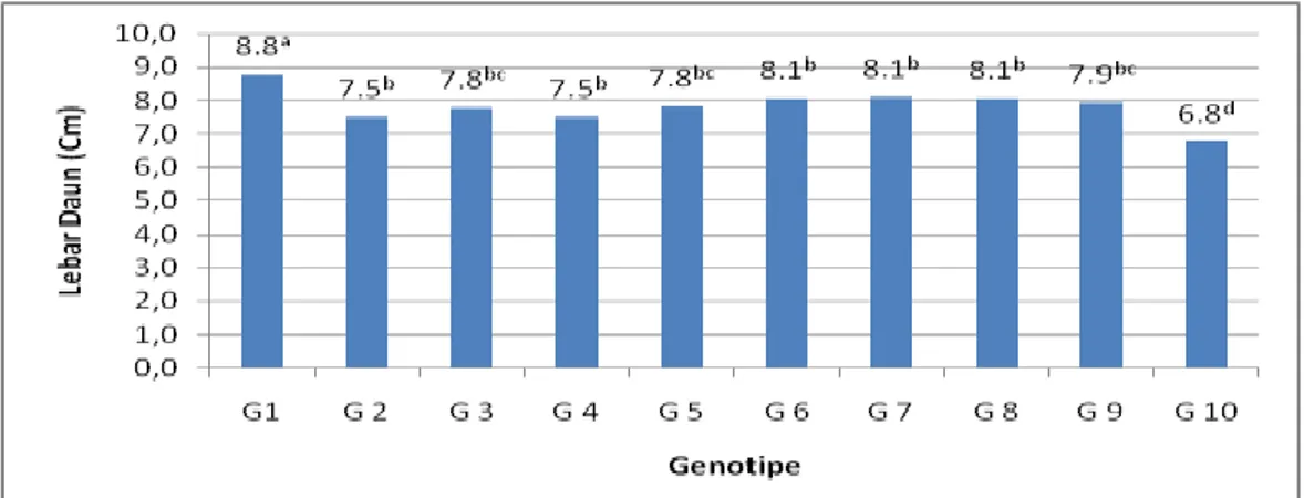 Gambar 5. Rata-rata lebar daun  Terjadinya  perbedaan  hasil  dari  setiap  genotipe  yang  dicobakan  disebabkan karena adanya perbedaan  genetik