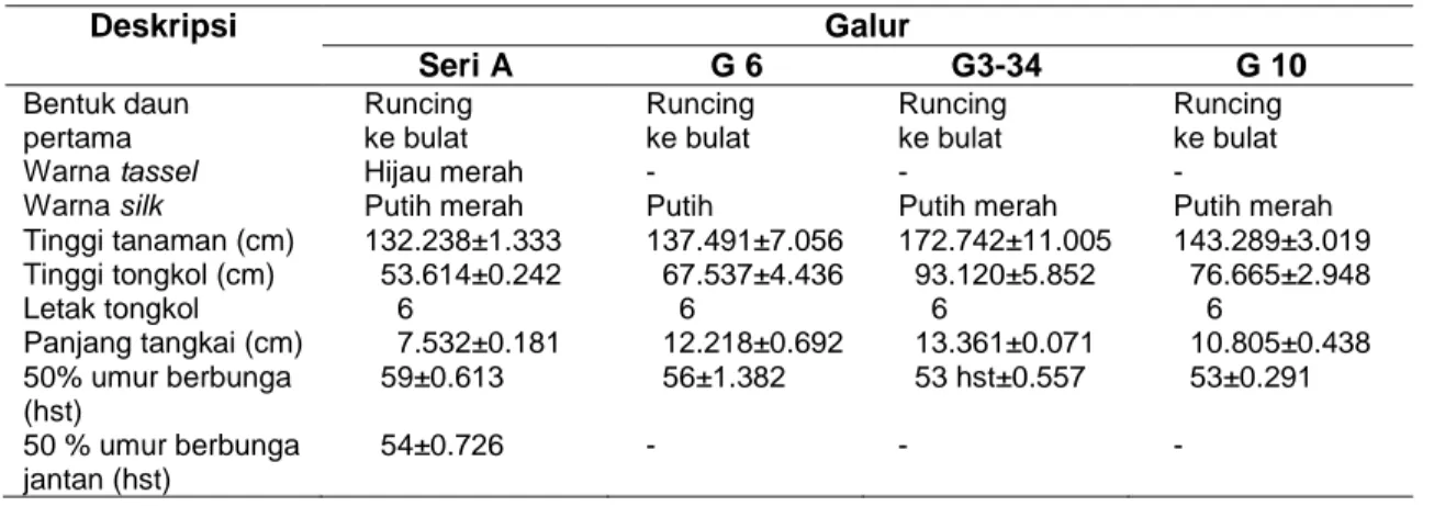 Tabel 1 Deskripsi Galur Jagung dalam Karakter Komponen Morfologi Tanaman 