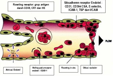 Gambar 2. Patofisiologi Sitoaderen 