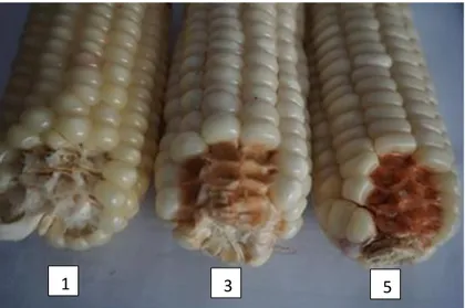 Gambar 9. Warna dan Intensitas Warna Antosianin pada Kelopak Janggel. (1). Tidak ada atau sangat  lemah; (3) Lemah; (5) Sedang 
