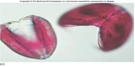 Gambar 2:6  larva Glokidium14 