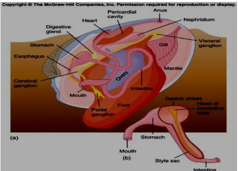 Gambar 2.4 (a) anatomi sistem pencernaan bivalvia (b) bagian-bagian sistem pencernaan11 