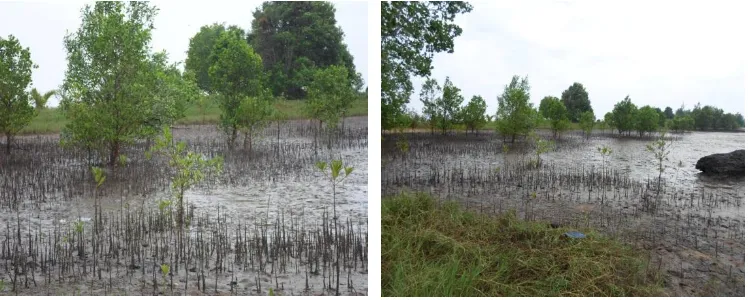 Gambar 4.2 Lokasi di kiri dan di kanan dari stasiun I yaitu substrat dominan berlumpur yang ditumbuhi tanaman bakau 