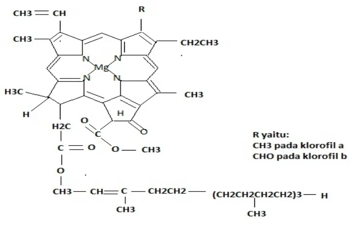 Gambar 2. Struktur Molekul Klorofil