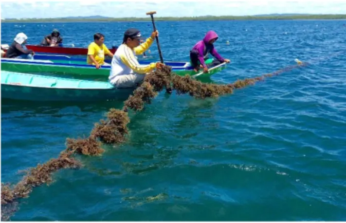 Gambar 4. Pemanenan rumput laut 