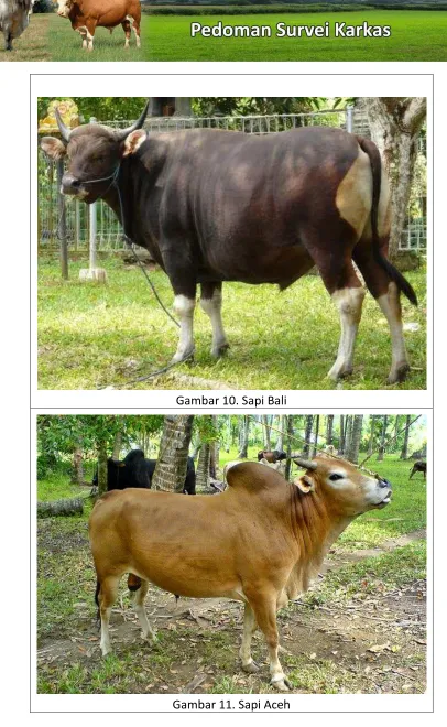 Gambar 10. Sapi Bali 