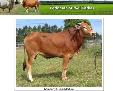 Gambar 14. Sapi Madura 
