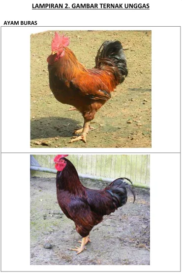 Gambar 2. Ayam Buras 