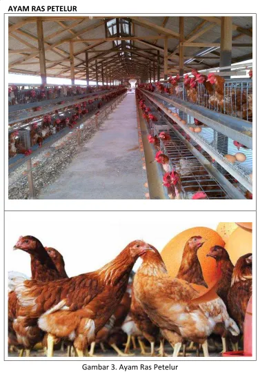 Gambar 3. Ayam Ras Petelur 
