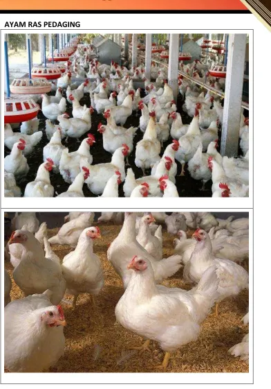Gambar 4. Ayam Ras Pedaging 