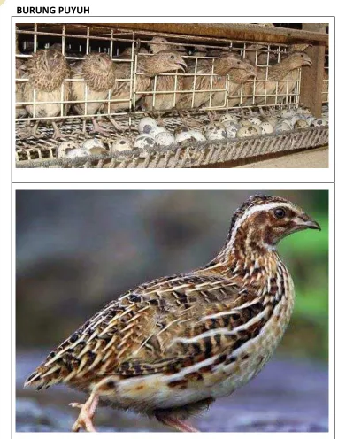 Gambar 8. Burung Puyuh 