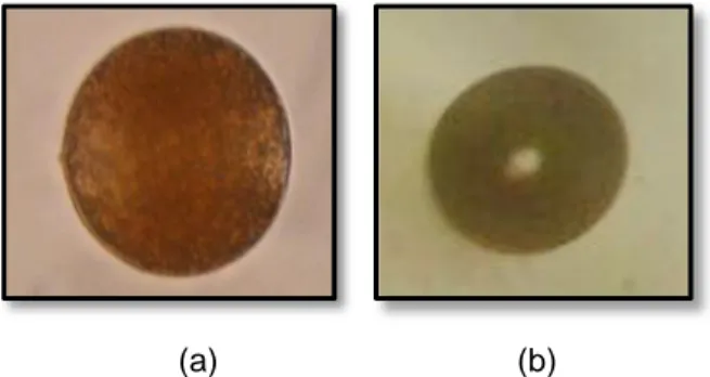 Gambar 1. (a) Telur Terbuahi dan (b) Telur tidak Terbuahi  Menurut  Ode  (2010)  untuk  memastikan  telur 