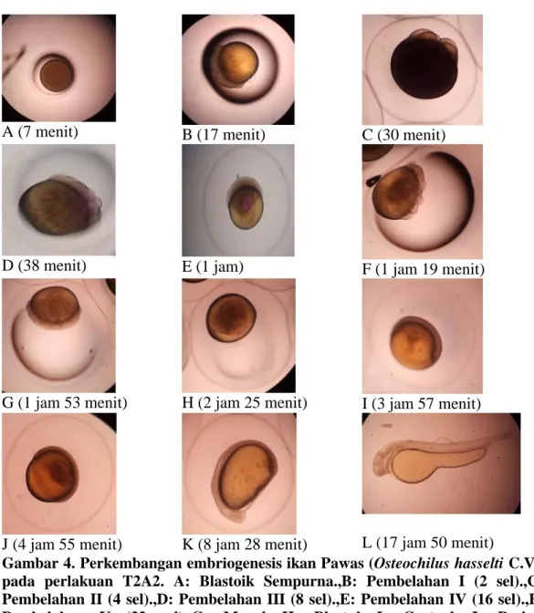 Gambar 4. Perkembangan embriogenesis ikan Pawas (Osteochilus hasselti C.V.)  pada  perlakuan  T2A2