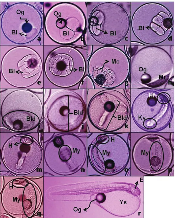 Gambar 1. Perkembangan embrio ikan letter six, Paracanthurus hepatus; (a) 1 sel (10x), (b) 2 sel (10x), (c) 4 sel (10x), (d) 8 sel (10x), (e) 16 sel (10x), (f) 32 sel (10x), (g) multisel (10x), (h) blastula (4x), (i) awal gastrula (4x), (j) gastrula perten