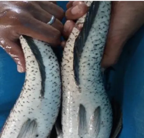 Gambar 1. Induk ikan gabus jantan (kanan) dan betina (kiri) yang telah matang gonad Pemijahan Ikan Gabus Secara Alami
