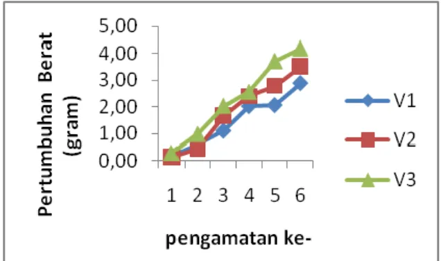 Gambar 4. Pertumbuhan berat larva ikan betook selama penelitian.  Kelangsungan Hidup 