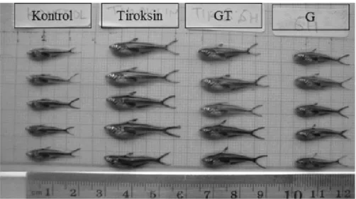Gambar 5. Rerata tingkat kelangsungan hidup (%)  larva ikan patin (Pangasianodon hypopthalmus) yang  tidak direndam (K), dan direndam hormon tiroksin  (T), hormon pertumbuhan rekombinan (rGH) (G), dan  tiroksin dan rGH (G).