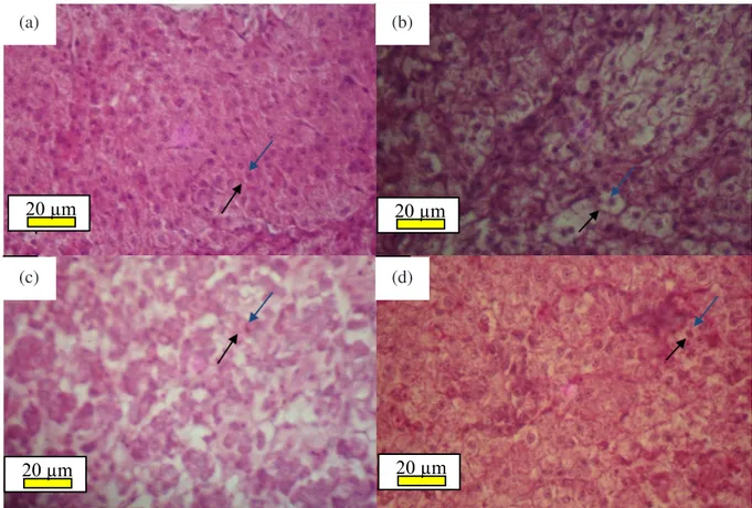 Gambar 6. Histologi hati ikan kontrol yang tidak direndam hormon (a), direndam dengan tiroksin (b), Hormon  tiroksin dan hormpn pertumbuhan rekombinan (rGH) (c), dan rGH (d)