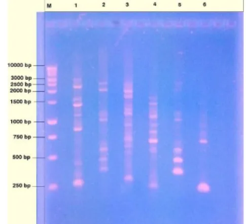 Tabel 3. Nilai Kemurnian Isolat DNA Sampel Ikan Uji 