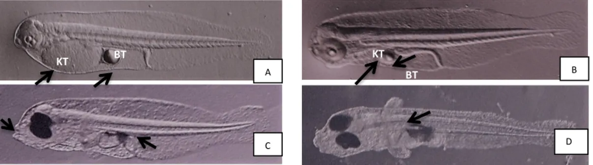 Gambar 1. Perkembangan larva ikan kerapu cantik A. larva umur 1 hari, B. larva umur 2 hari,                     C