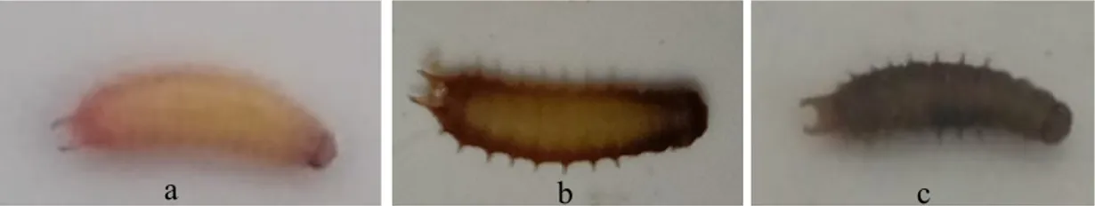 Gambar  1.Ciri-ciriPatogenitasS.marcescens:  a)  tubuh  larva  kemerahan,  b)  pinggirantubuh  larva  menghitam, c) seluruhtubuh larva hitam (Data Primer, 2019)