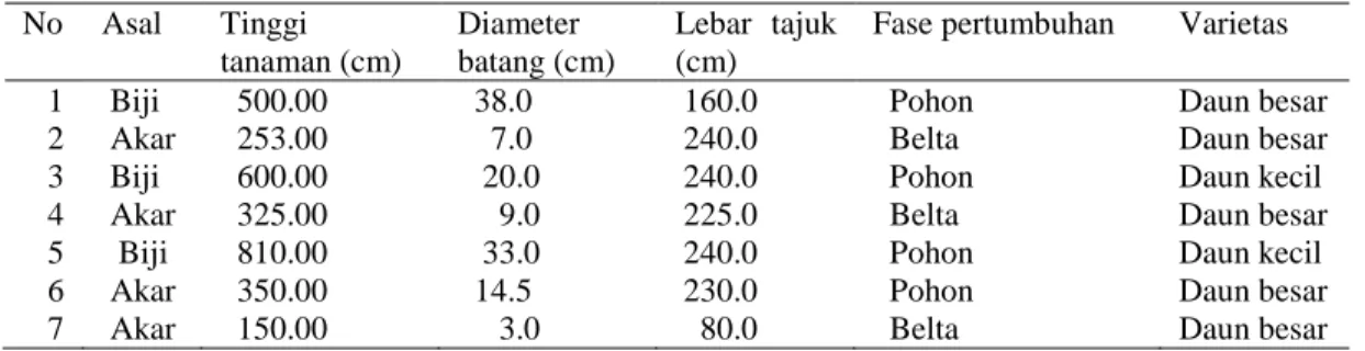 Tabel  3. Tegakan cendana di  Spaha, Kolbano, TTS.      No  Asal  Tinggi  tanaman (cm)  Diameter  batang (cm)  Lebar  tajuk (cm) 